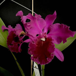 Meet your Posher, Betty